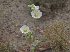Sphaeralcea ambigua rosacea