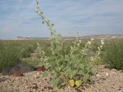 Sphaeralcea ambigua rosacea