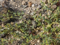 Euphorbia ocellata arenicola