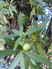 Umbellularia californica