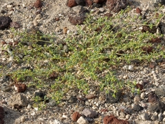 Euphorbia ocellata arenicola