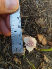 Calochortus coeruleus