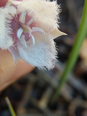 Calochortus coeruleus