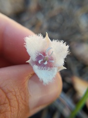 Calochortus coeruleus