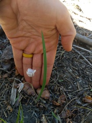 Calochortus coeruleus