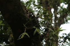 Epidendrum cardiophorum