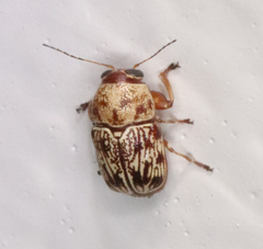 Pachybrachis turbidus