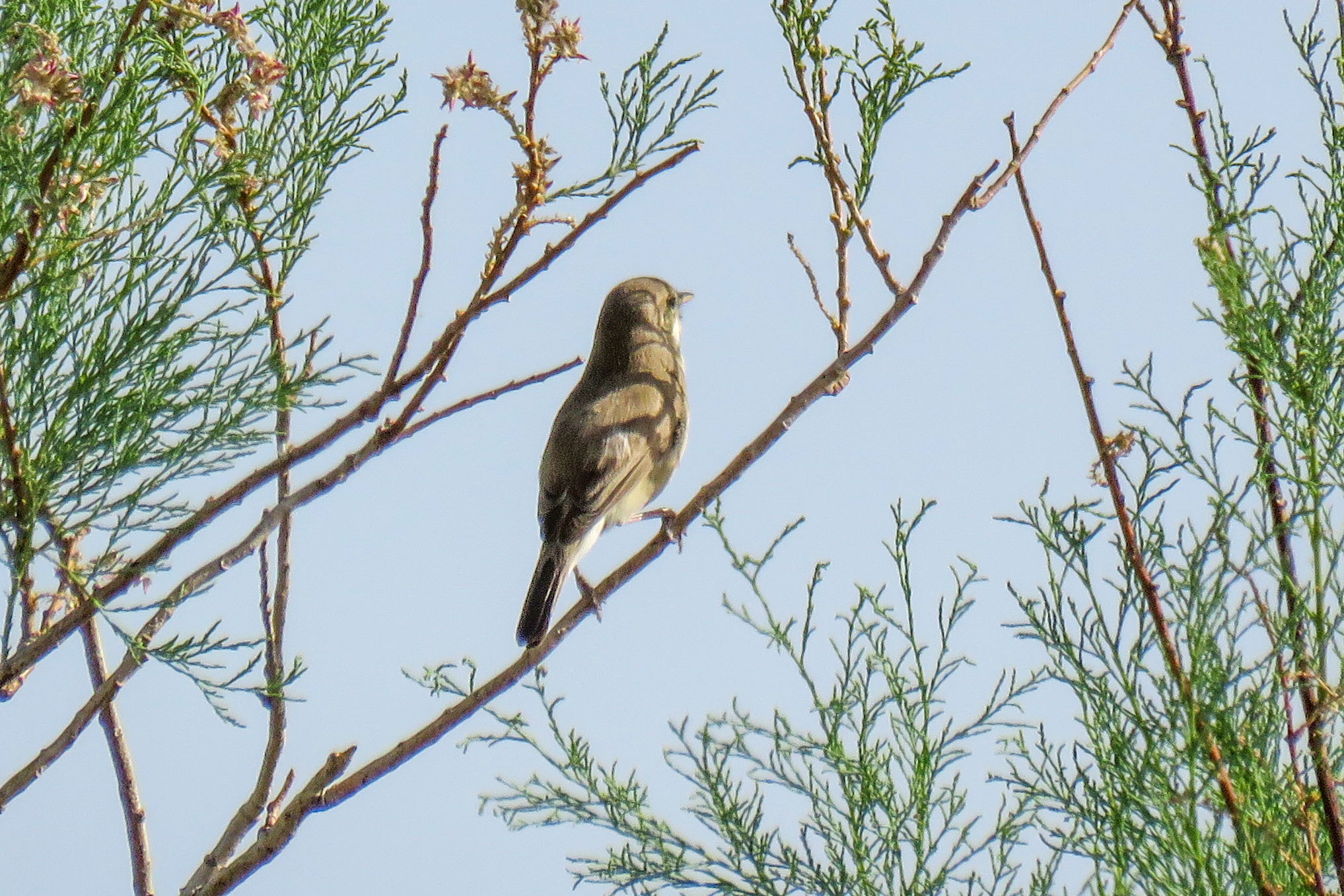 Sykes's Warbler