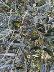Olea europaea