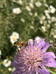 Apis mellifera