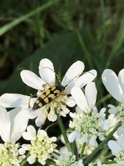 Rutpela maculata