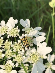 Rutpela maculata