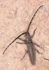 Dorcasta cinerea
