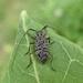 Spotted Longhorn Beetle - Photo (c) Ray G. Cama, some rights reserved (CC BY-NC), uploaded by Ray G. Cama
