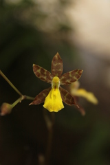 Oncidium graminifolium