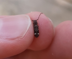 Psenocerus supernotatus