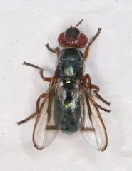Senopterina caerulescens
