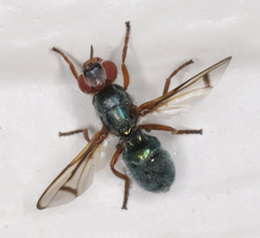 Senopterina caerulescens