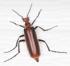 Pyrota tenuicostatis