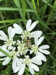 Rutpela maculata