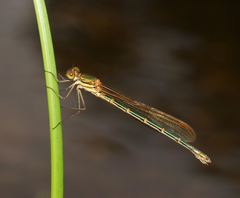 Austrolestes cingulatus