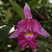 Large-flowered Sobralia - Photo (c) Victor De la Cruz, some rights reserved (CC BY)