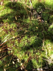 Polytrichastrum ohioense