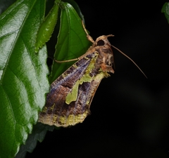 Eudocima smaragdipicta
