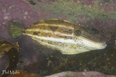 Meuschenia venusta