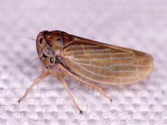 Agallia quadripunctata