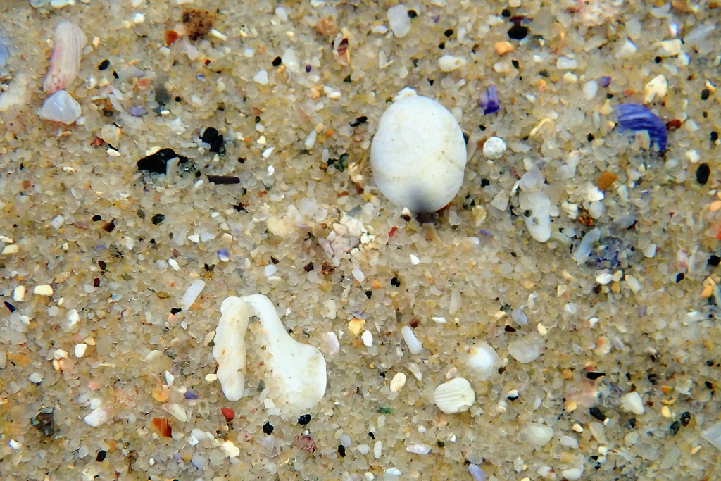 Barred sand burrower (Limnichthys fasciatus) — Creediidae