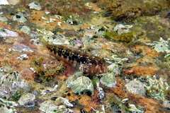 Parablennius intermedius