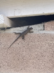 Sceloporus occidentalis