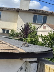 Sceloporus occidentalis