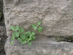 Nepeta × faassenii