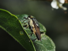 Idiella euidielloides
