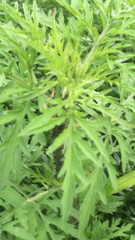 Ambrosia artemisiifolia