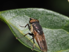 Idiella euidielloides