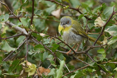 Apalis flavida neglecta