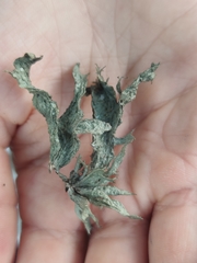 Ramalina fraxinea