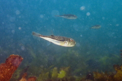 Torquigener pleurogramma