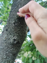 Ramalina fraxinea