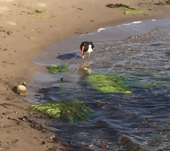 Haematopus ostralegus