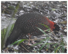 Tragopan satyra