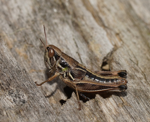 Brown Kosciuscola (Kosciuscola cuneatus) · iNaturalist