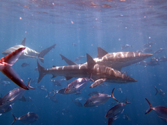 Carcharhinus brachyurus