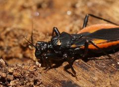 Archilestidium cinnabarinum