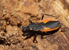 Archilestidium cinnabarinum