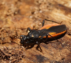 Archilestidium cinnabarinum