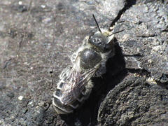 Osmia submicans